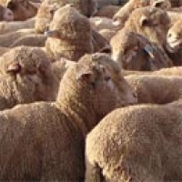 خرید و فروش گوسفند زنده